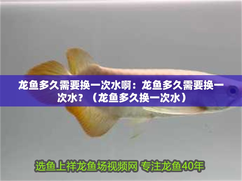 龍魚多久需要換一次水啊：龍魚多久需要換一次水？（龍魚多久換一次水）