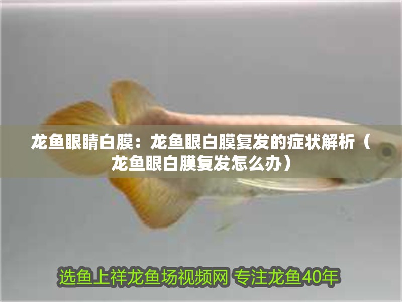 龍魚眼睛白膜：龍魚眼白膜復發的癥狀解析（龍魚眼白膜復發怎么辦）
