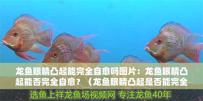 龍魚眼睛凸起能完全自愈嗎圖片：龍魚眼睛凸起能否完全自愈？（龍魚眼睛凸起是否能完全自愈）