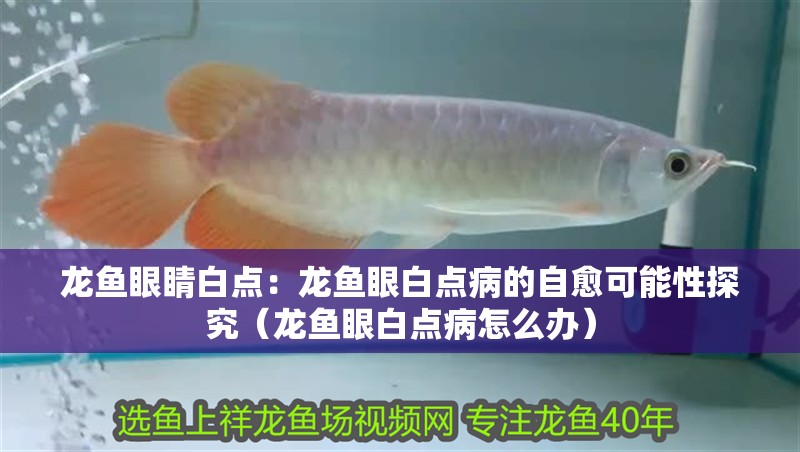 龍魚眼睛白點：龍魚眼白點病的自愈可能性探究（龍魚眼白點病怎么辦）
