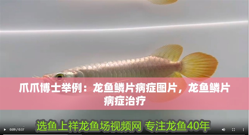 爪爪博士舉例：龍魚鱗片病癥圖片，龍魚鱗片病癥治療