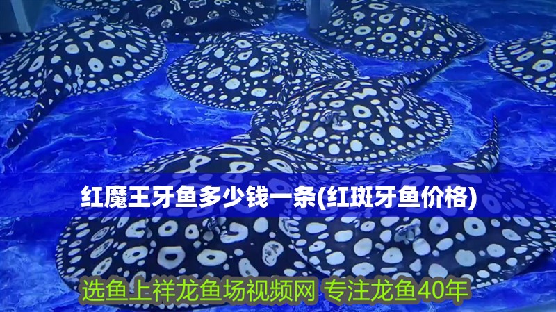 紅魔王牙魚多少錢一條(紅斑牙魚價格) 紅魔王牙魚多少錢一條(紅斑牙魚價格) 觀賞魚百科