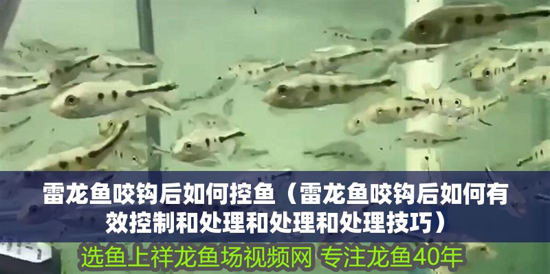 雷龍魚咬鉤后如何控魚（雷龍魚咬鉤后如何有效控制和處理和處理和處理技巧）