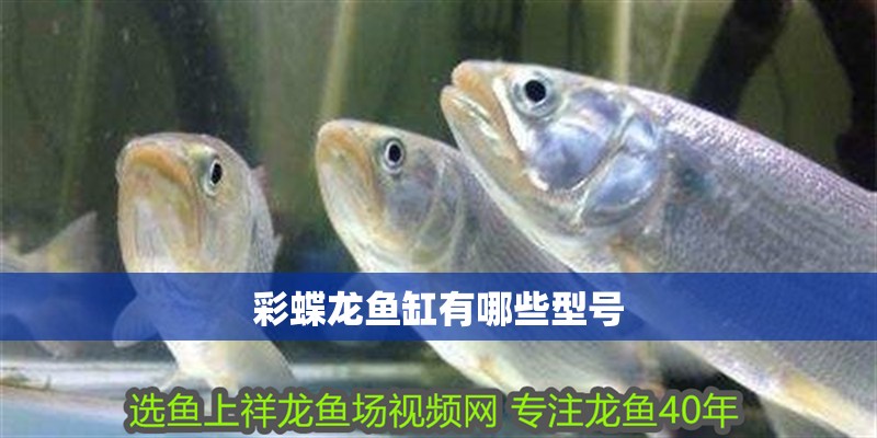彩蝶龍魚缸有哪些型號