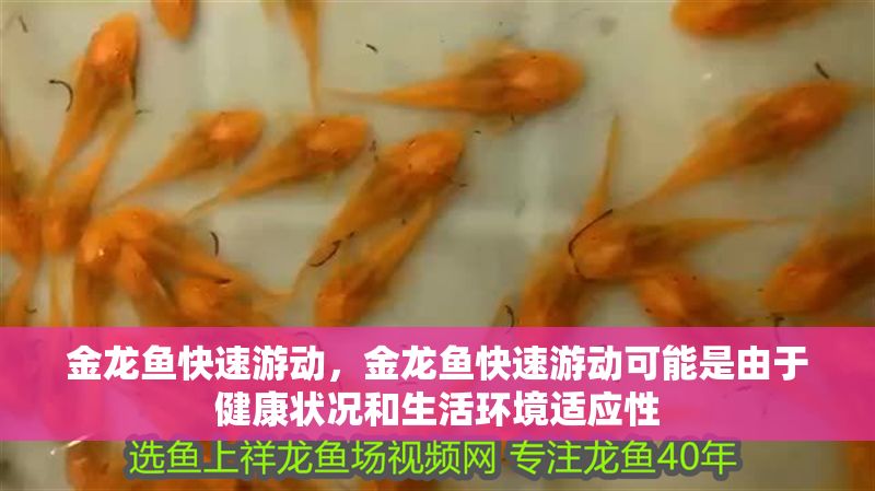 金龍魚快速游動，金龍魚快速游動可能是由于健康狀況和生活環(huán)境適應(yīng)性