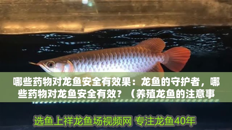 哪些藥物對(duì)龍魚安全有效果：龍魚的守護(hù)者，哪些藥物對(duì)龍魚安全有效？（養(yǎng)殖龍魚的注意事項(xiàng)）
