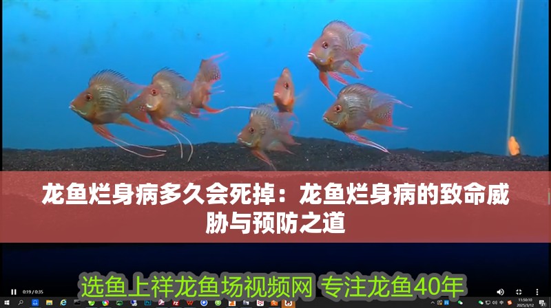 龍魚爛身病多久會死掉：龍魚爛身病的致命威脅與預防之道