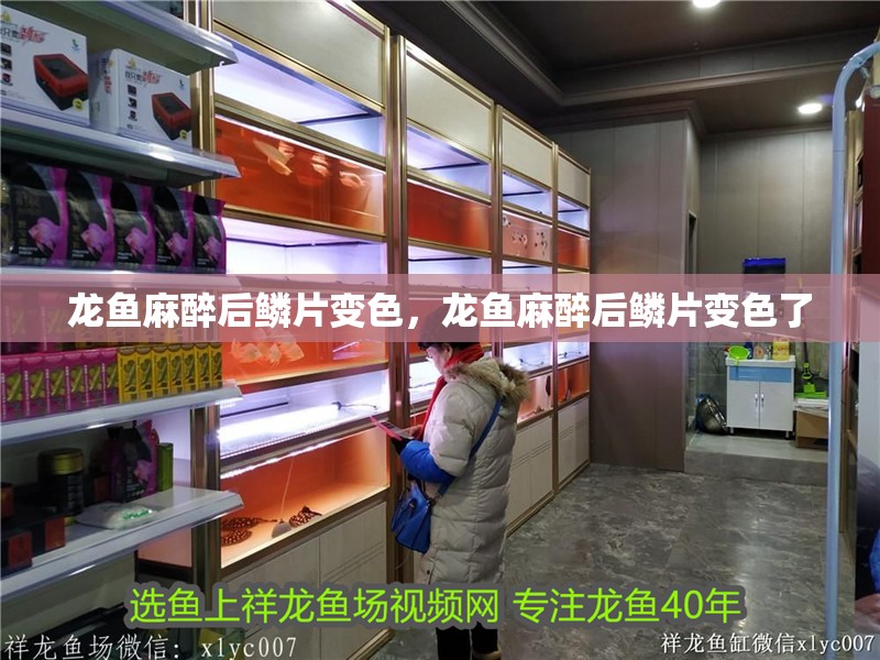 龍魚麻醉后鱗片變色，龍魚麻醉后鱗片變色了