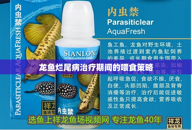 龍魚爛尾病治療期間的喂食策略