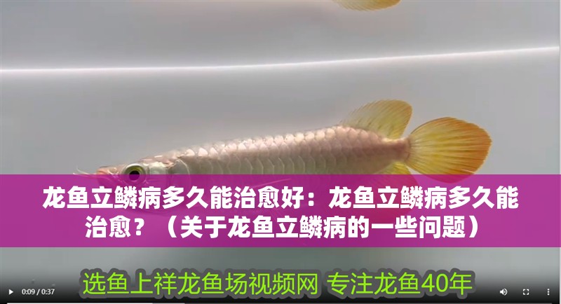 龍魚立鱗病多久能治愈好：龍魚立鱗病多久能治愈？（關(guān)于龍魚立鱗病的一些問題）