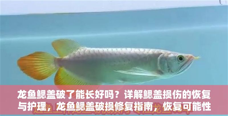 龍魚鰓蓋破了能長(zhǎng)好嗎？詳解鰓蓋損傷的恢復(fù)與護(hù)理，龍魚鰓蓋破損修復(fù)指南，恢復(fù)可能性與護(hù)理要點(diǎn)
