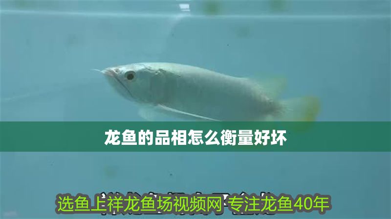 龍魚的品相怎么衡量好壞