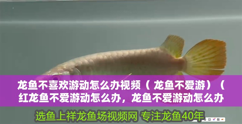 龍魚不喜歡游動怎么辦視頻（ 龍魚不愛游）（紅龍魚不愛游動怎么辦，龍魚不愛游動怎么辦，）