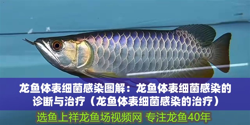 龍魚體表細菌感染圖解：龍魚體表細菌感染的診斷與治療（龍魚體表細菌感染的治療）