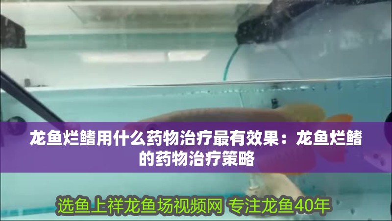 龍魚爛鰭用什么藥物治療最有效果：龍魚爛鰭的藥物治療策略