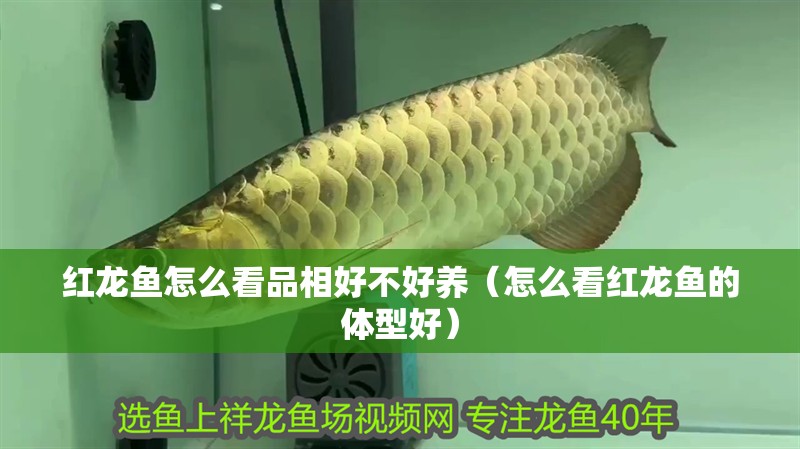 紅龍魚怎么看品相好不好養(yǎng)（怎么看紅龍魚的體型好）