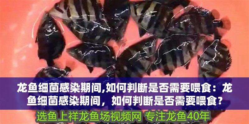 龍魚細(xì)菌感染期間,如何判斷是否需要喂食：龍魚細(xì)菌感染期間，如何判斷是否需要喂食？