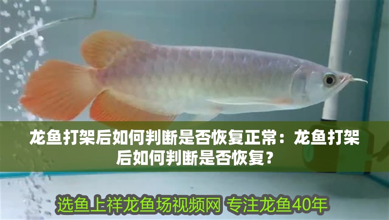 龍魚打架后如何判斷是否恢復正常：龍魚打架后如何判斷是否恢復？