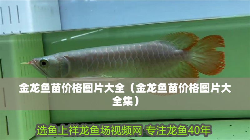 金龍魚苗價格圖片大全（金龍魚苗價格圖片大全集）