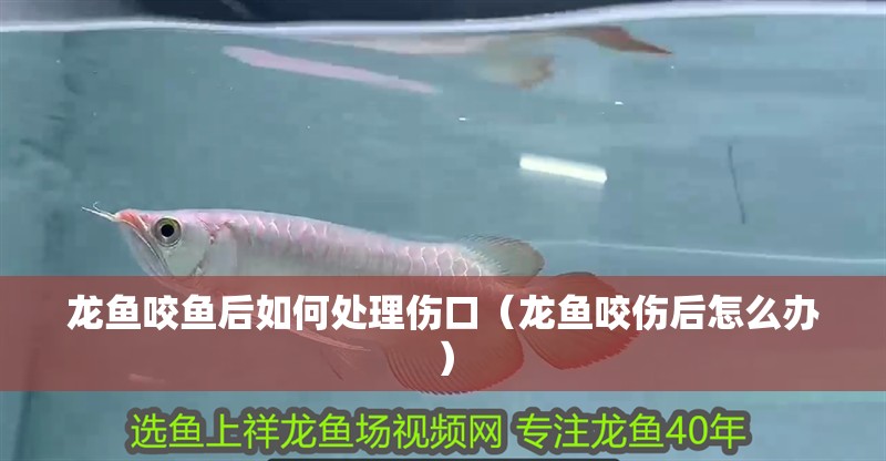 龍魚咬魚后如何處理傷口（龍魚咬傷后怎么辦）