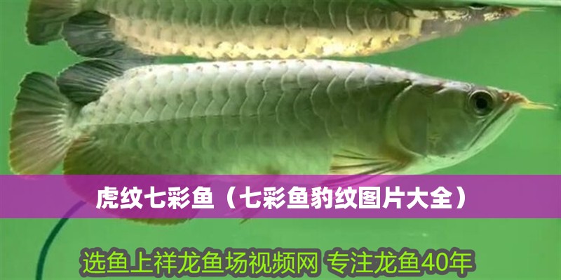 虎紋七彩魚（七彩魚豹紋圖片大全）