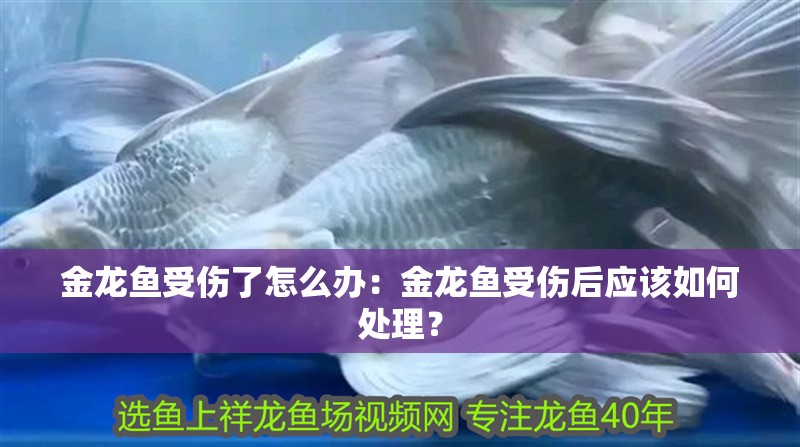 金龍魚受傷了怎么辦：金龍魚受傷后應(yīng)該如何處理？