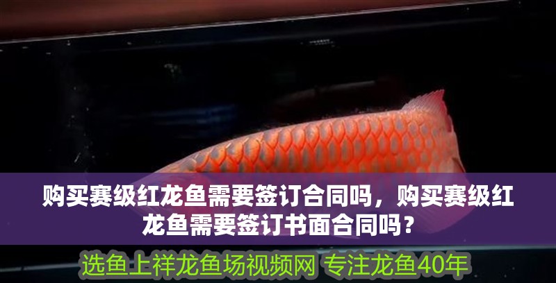 購(gòu)買賽級(jí)紅龍魚(yú)需要簽訂合同嗎，購(gòu)買賽級(jí)紅龍魚(yú)需要簽訂書(shū)面合同嗎？