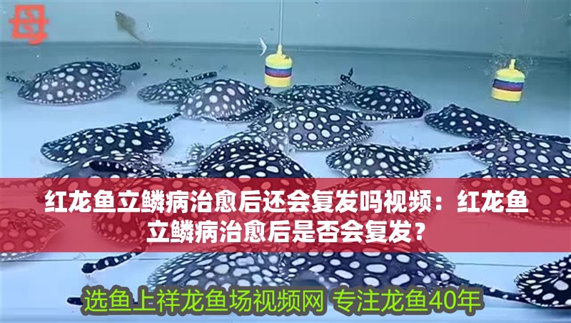 紅龍魚立鱗病治愈后還會復(fù)發(fā)嗎視頻：紅龍魚立鱗病治愈后是否會復(fù)發(fā)？