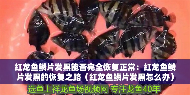 紅龍魚鱗片發黑能否完全恢復正常：紅龍魚鱗片發黑的恢復之路（紅龍魚鱗片發黑怎么辦）