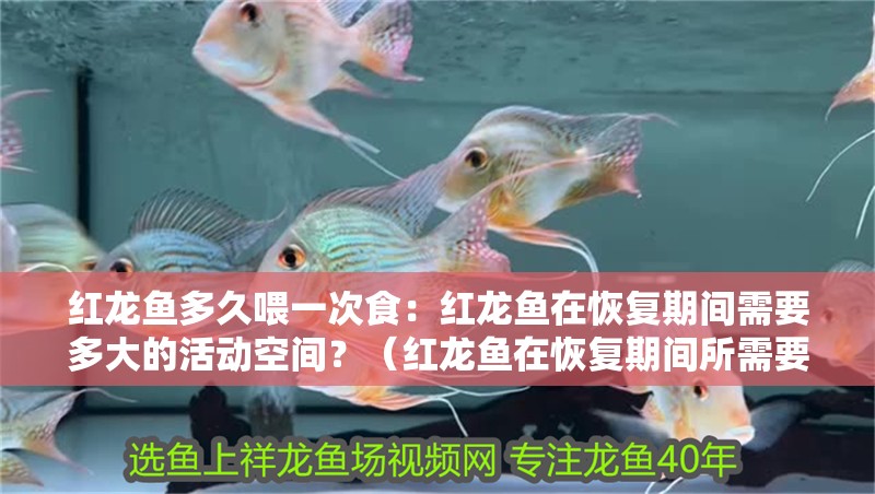 紅龍魚多久喂一次食：紅龍魚在恢復期間需要多大的活動空間？（紅龍魚在恢復期間所需要的活動空間）
