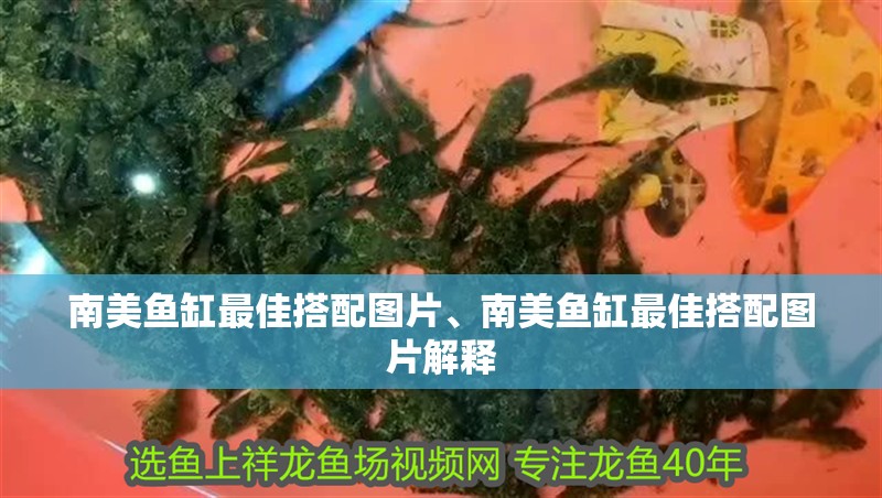 南美魚(yú)缸最佳搭配圖片、南美魚(yú)缸最佳搭配圖片解釋