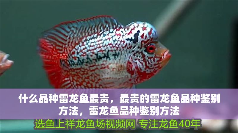 什么品種雷龍魚最貴，最貴的雷龍魚品種鑒別方法，雷龍魚品種鑒別方法