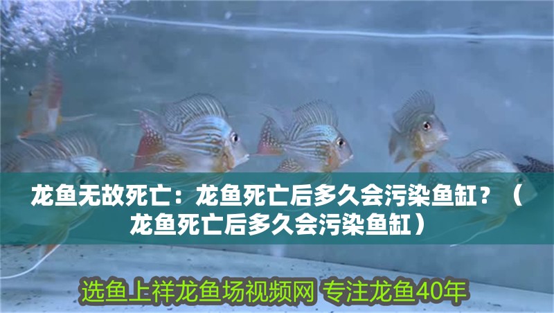 龍魚無(wú)故死亡：龍魚死亡后多久會(huì)污染魚缸？（龍魚死亡后多久會(huì)污染魚缸）