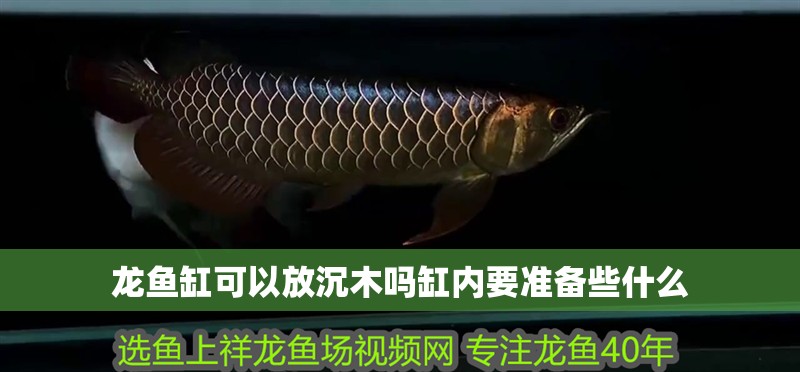 龍魚缸可以放沉木嗎缸內要準備些什么