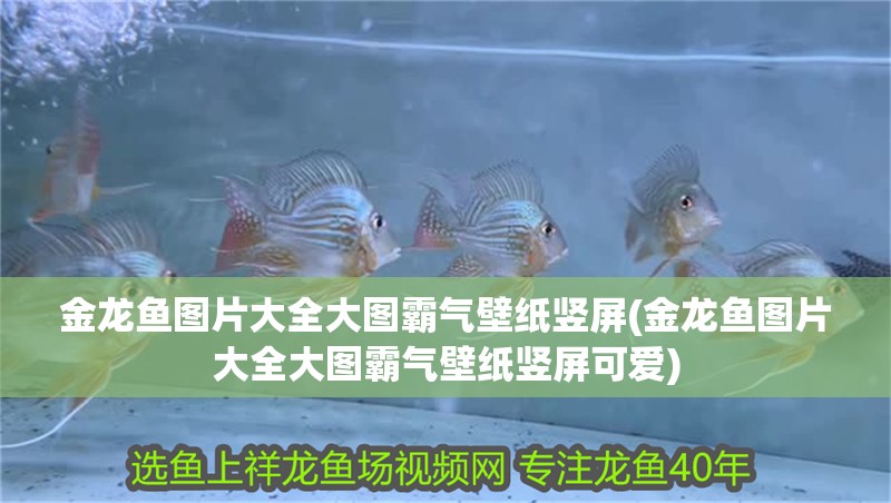 金龍魚圖片大全大圖霸氣壁紙豎屏(金龍魚圖片大全大圖霸氣壁紙豎屏可愛)