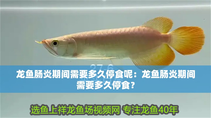 龍魚(yú)腸炎期間需要多久停食呢：龍魚(yú)腸炎期間需要多久停食？