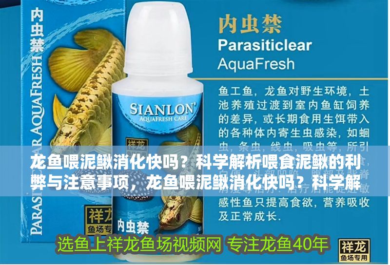 龍魚喂泥鰍消化快嗎？科學解析喂食泥鰍的利弊與注意事項，龍魚喂泥鰍消化快嗎？科學解析喂食泥鰍的利弊與注意事項