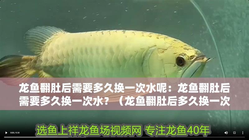 龍魚翻肚后需要多久換一次水呢：龍魚翻肚后需要多久換一次水？（龍魚翻肚后多久換一次水）