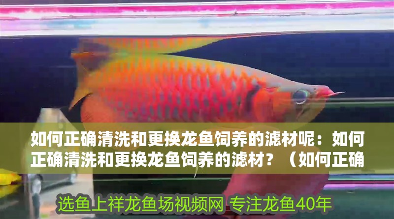 如何正確清洗和更換龍魚飼養的濾材呢：如何正確清洗和更換龍魚飼養的濾材？（如何正確更換龍魚飼養的濾材）