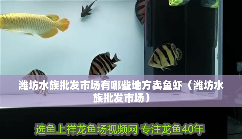 濰坊水族批發(fā)市場有哪些地方賣魚蝦（濰坊水族批發(fā)市場）