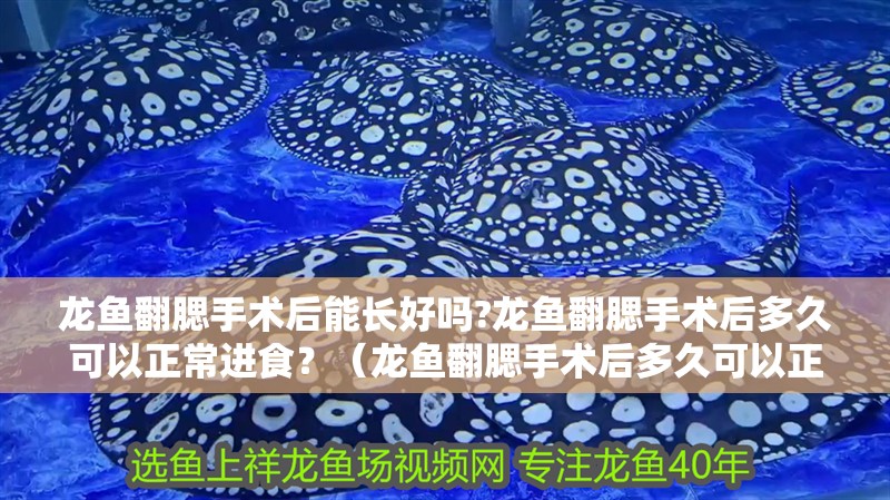 龍魚翻腮手術后能長好嗎?龍魚翻腮手術后多久可以正常進食？（龍魚翻腮手術后多久可以正常進食）