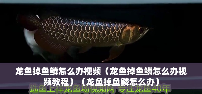 龍魚掉魚鱗怎么辦視頻（龍魚掉魚鱗怎么辦視頻教程）（龍魚掉魚鱗怎么辦）