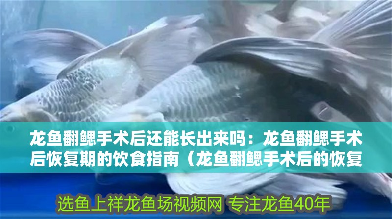 龍魚翻鰓手術后還能長出來嗎：龍魚翻鰓手術后恢復期的飲食指南（龍魚翻鰓手術后的恢復期對龍魚的健康和生長至關重要）