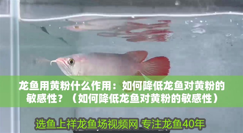 龍魚用黃粉什么作用：如何降低龍魚對黃粉的敏感性？（如何降低龍魚對黃粉的敏感性）