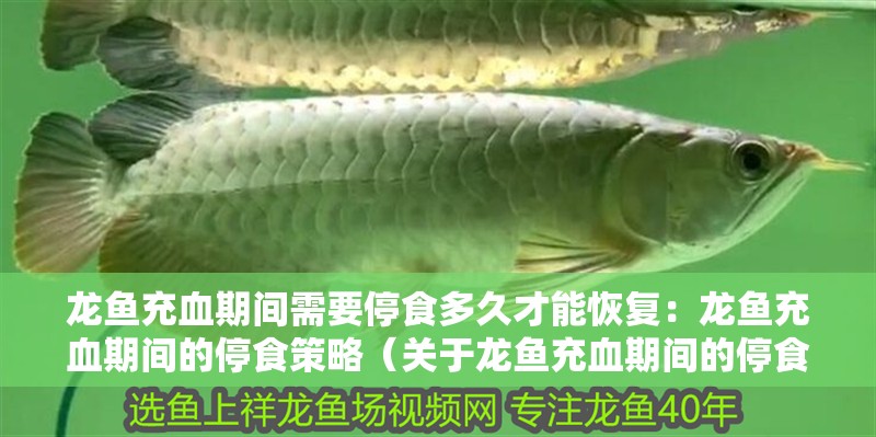 龍魚充血期間需要停食多久才能恢復：龍魚充血期間的停食策略（關于龍魚充血期間的停食問題）