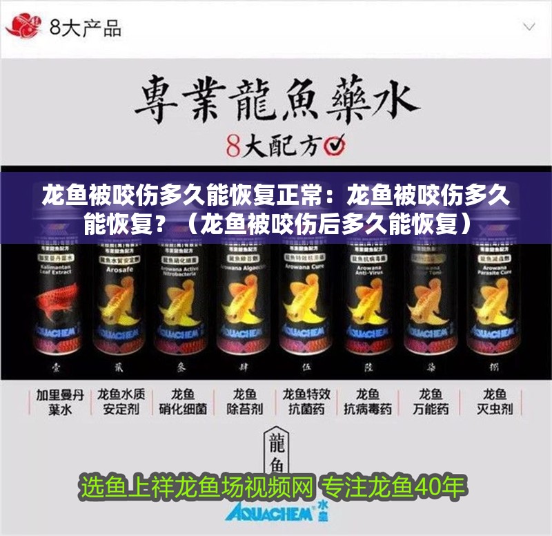 龍魚被咬傷多久能恢復(fù)正常：龍魚被咬傷多久能恢復(fù)？（龍魚被咬傷后多久能恢復(fù)）