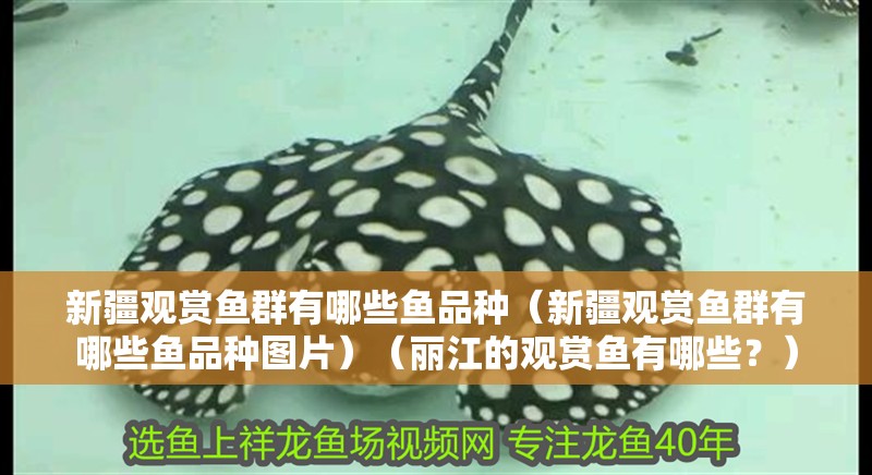新疆觀賞魚群有哪些魚品種（新疆觀賞魚群有哪些魚品種圖片）（麗江的觀賞魚有哪些？）