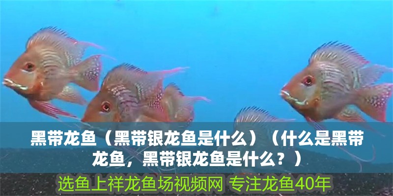 我的虎魚真菌感染了要怎么處理 黑帶龍魚(黑帶銀龍魚是什么)(什么是黑帶龍魚,黑帶銀龍魚是什么?) 銀龍魚百科 黑帶龍魚(黑帶銀龍魚是什么)(什么是黑帶龍魚,黑帶銀龍魚是什么?) 黑帶龍魚(黑帶銀龍魚是什么)(什么是黑帶龍魚,黑帶銀龍魚是什么?) 銀龍魚百科