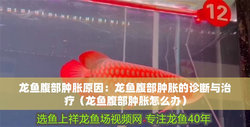 龍魚腹部腫脹原因：龍魚腹部腫脹的診斷與治療（龍魚腹部腫脹怎么辦）