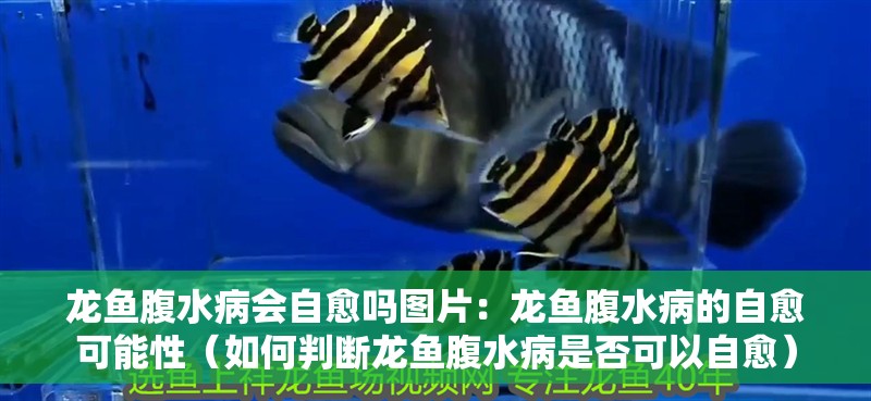 龍魚(yú)腹水病會(huì)自愈嗎圖片：龍魚(yú)腹水病的自愈可能性（如何判斷龍魚(yú)腹水病是否可以自愈）